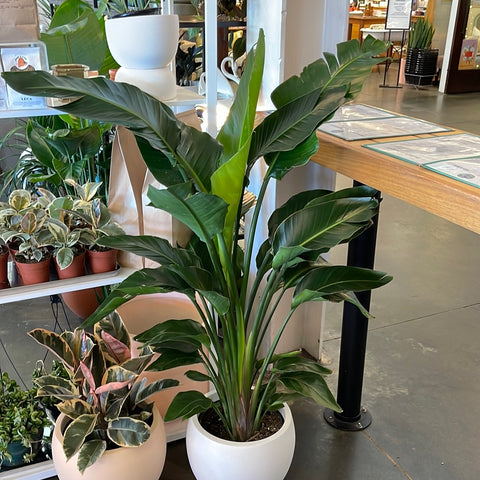 Strelitzia Bird of Paradise